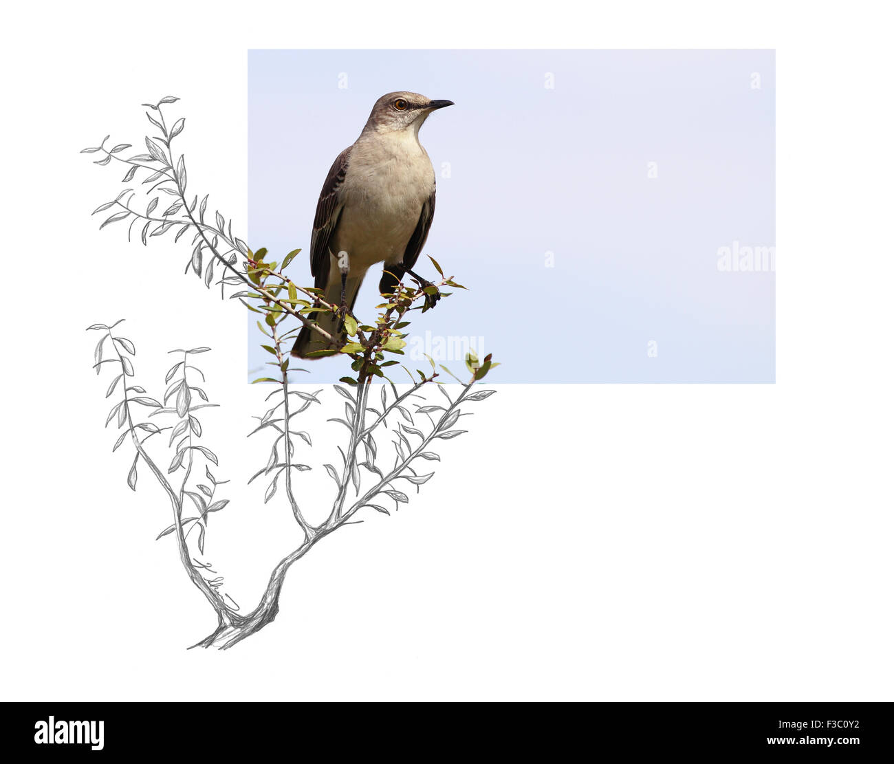 Drawing Of The Northern Mockingbird Stock Photos Drawing Of The