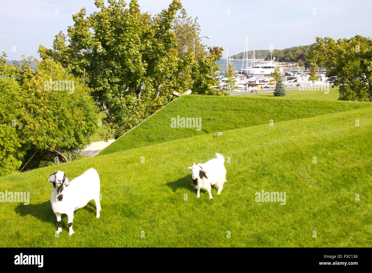 Goats On The Roof At Al Johnson S Swedish Restaurant Sister