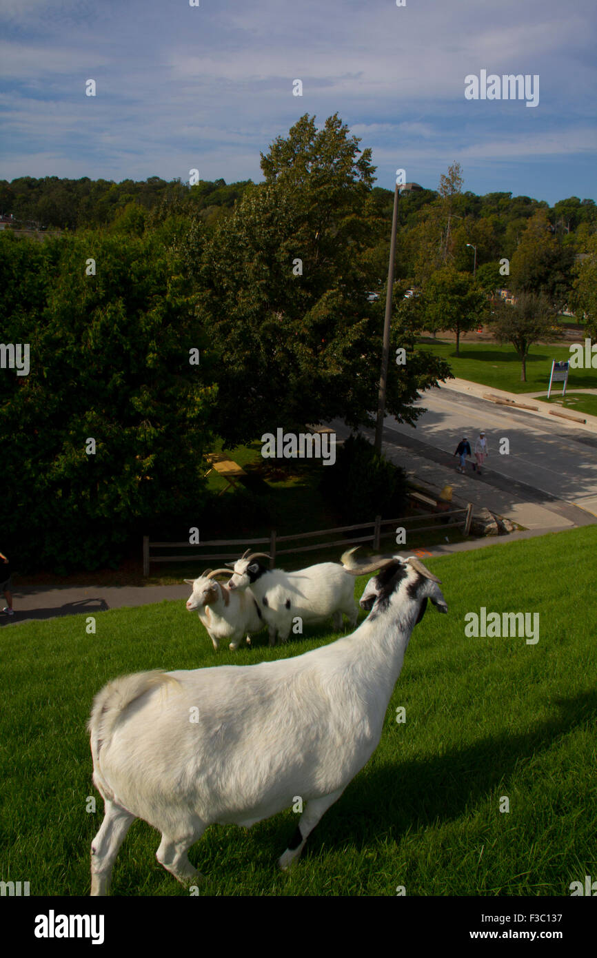 Goats On The Roof At Al Johnson S Swedish Restaurant Sister