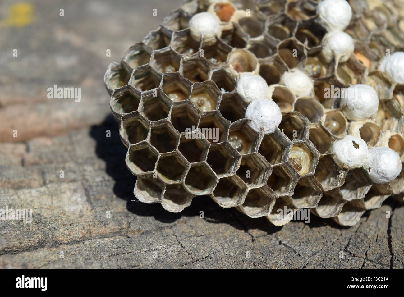 Wasps polist. The nest of a family of wasps which is taken a close-up ...