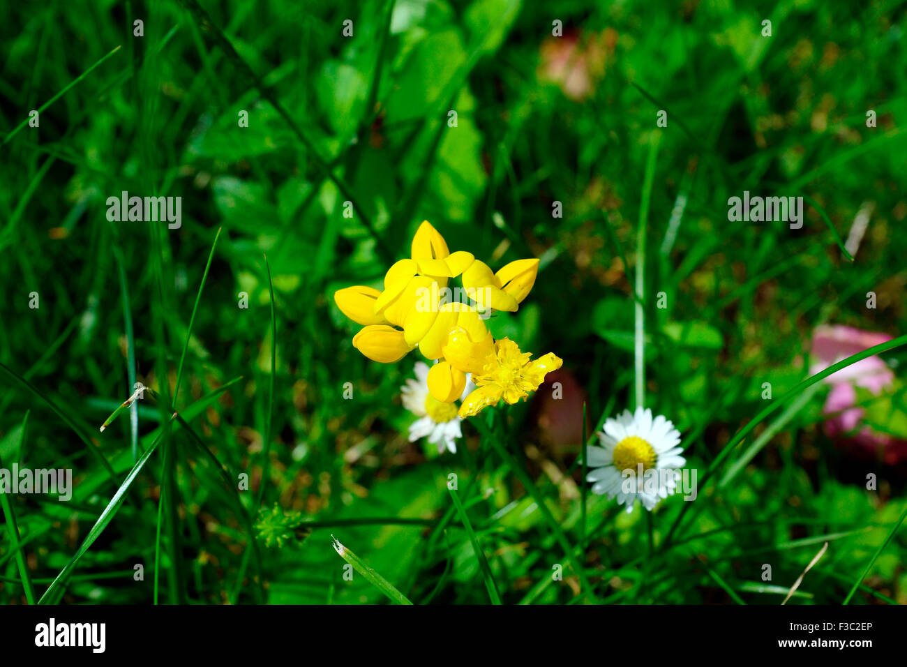 Buttercups under chin black and white hires stock photography and