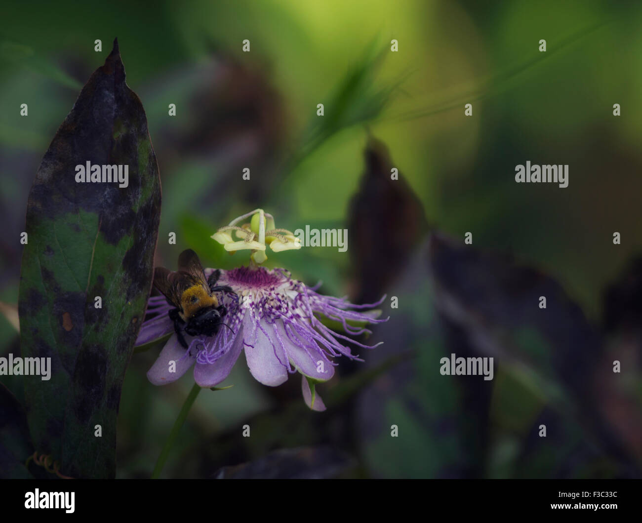 A single bee on a purple  Passion Flower bloom. Stock Photo