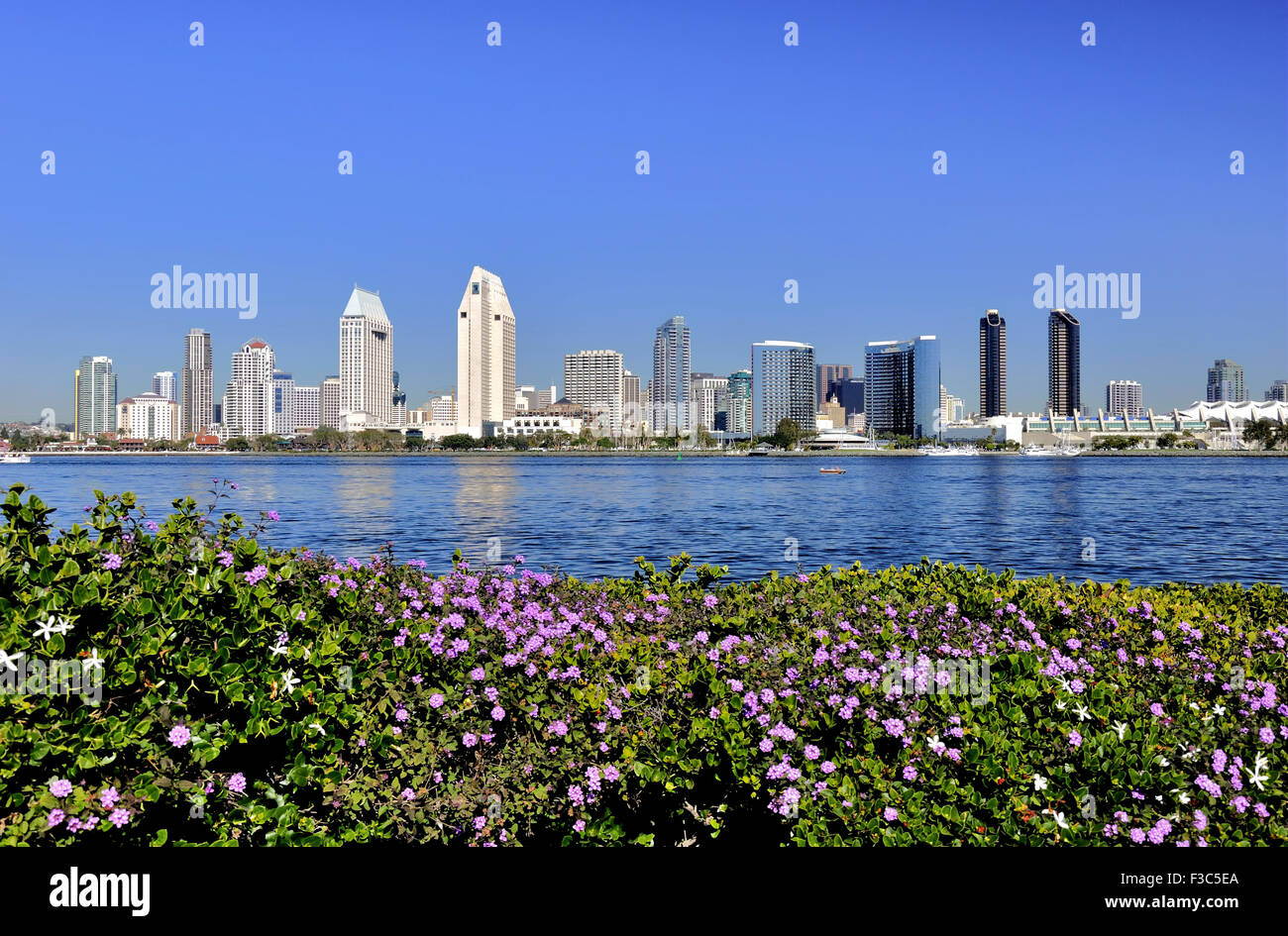 Lavender flowers frame this view of the downtown San Diego skyline in