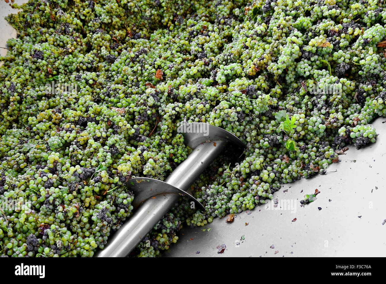 Different types of grapes are crushed by industrial grape crusher machine Stock Photo