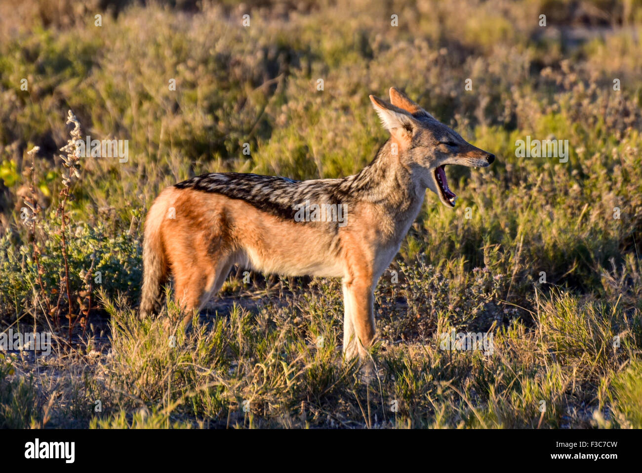 Black-backed jackal Canis mesomelas, in the bush, Etosha National Park, Namibia Stock Photo