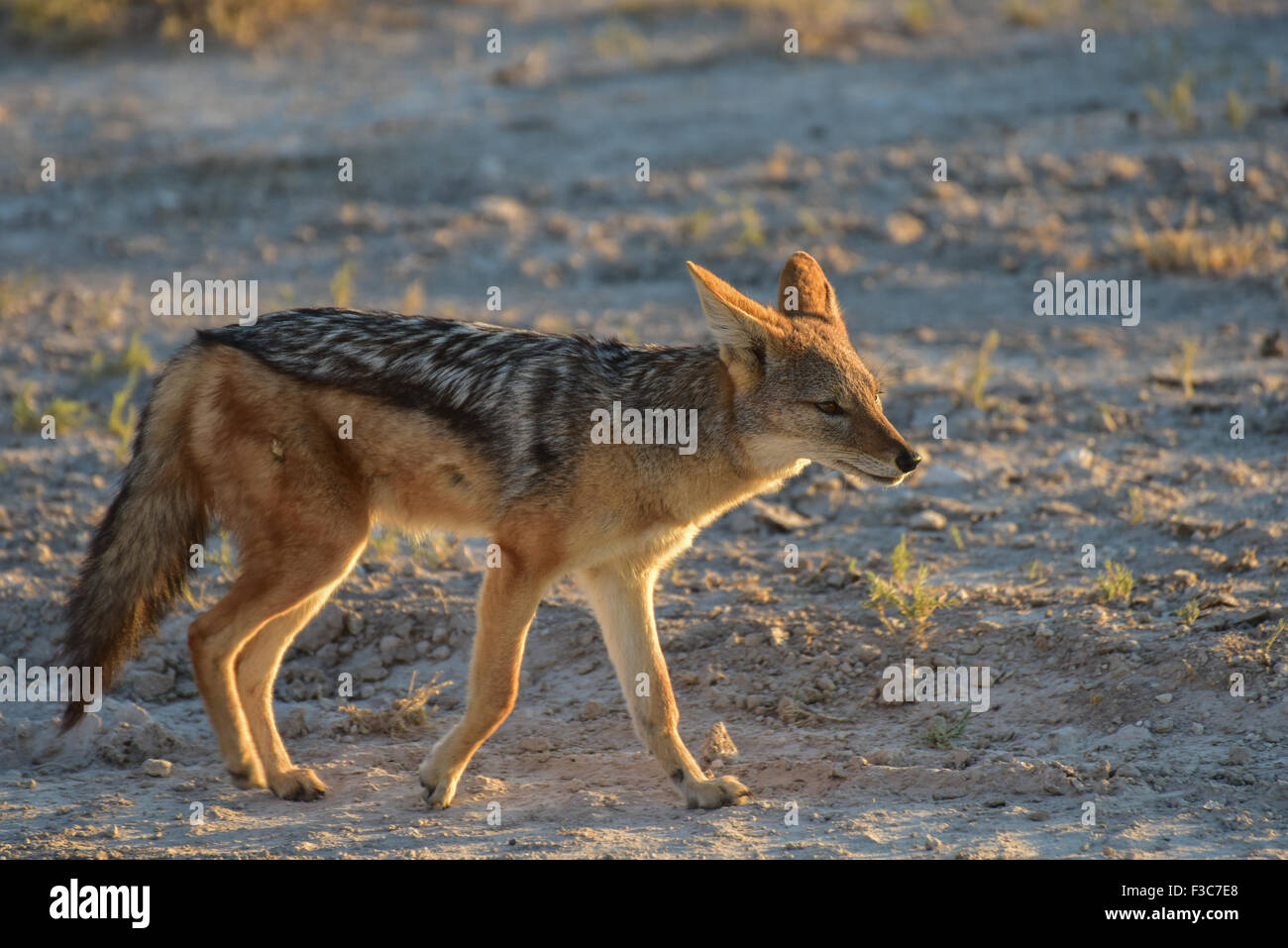 Black-backed jackal Canis mesomelas, in the bush, Etosha National Park, Namibia Stock Photo