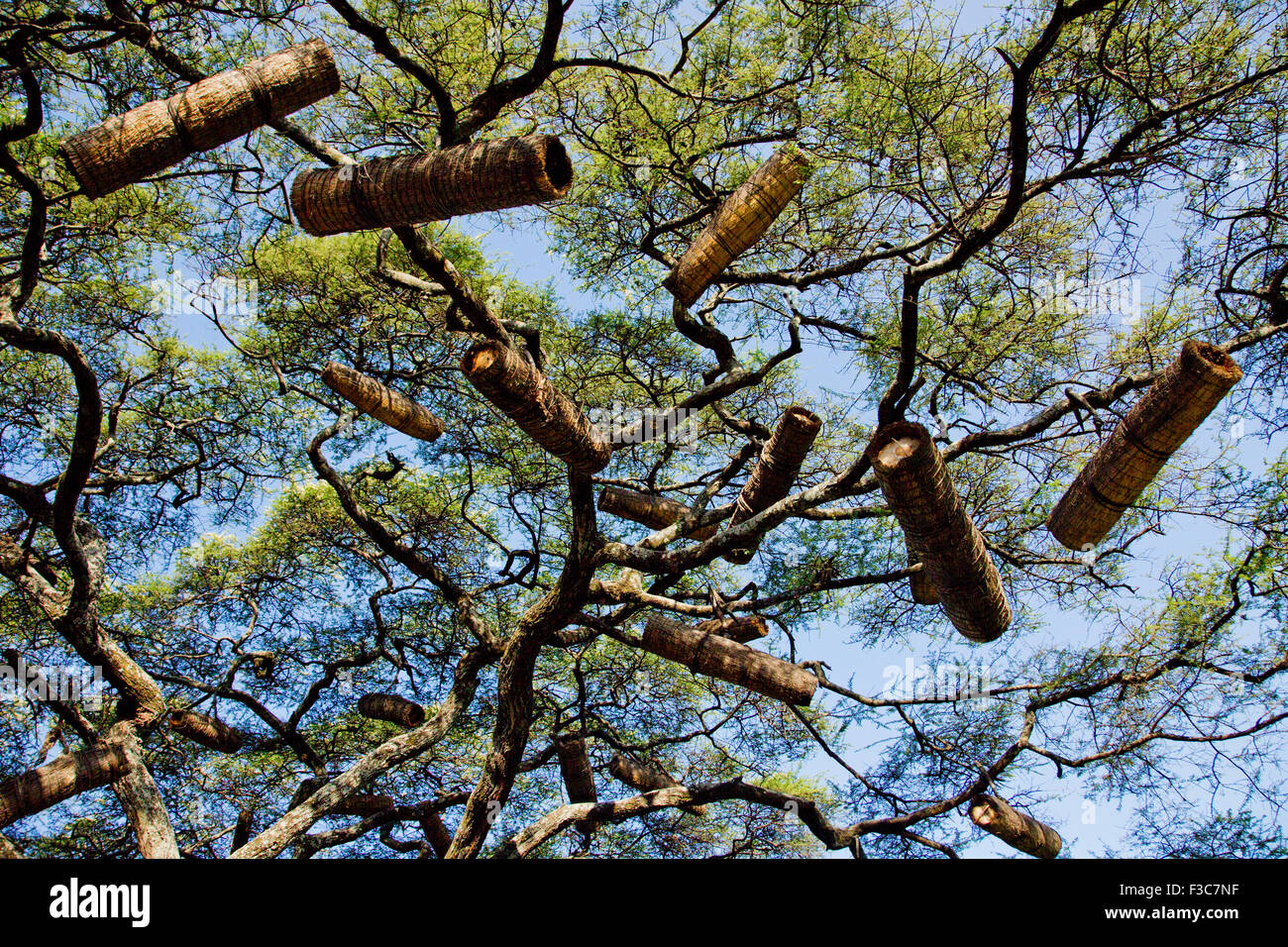 Ethiopian Beehives in an acacia tree. Photographed in a Dorze village, Omo Valley, Ethiopia Stock Photo