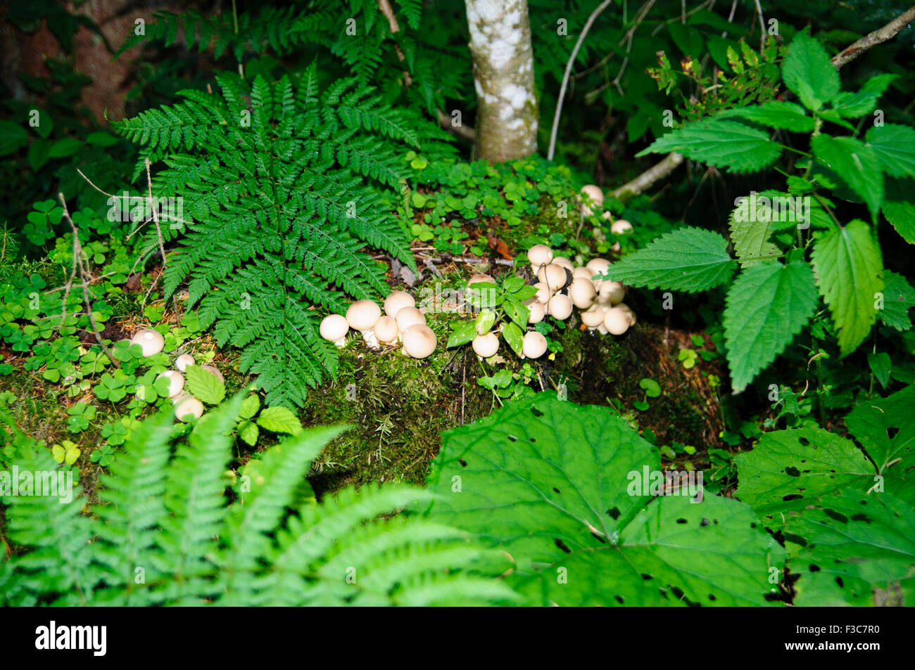 Large group of mushrooms (Agaricus sp) growing on the forest floor