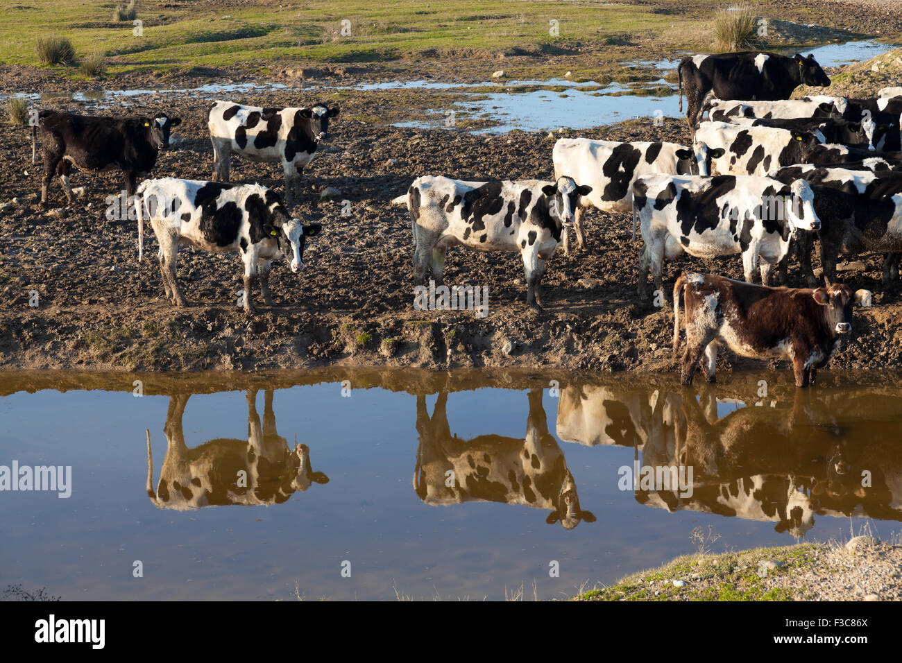 Cows grazing on green meadow Stock Photo - Alamy