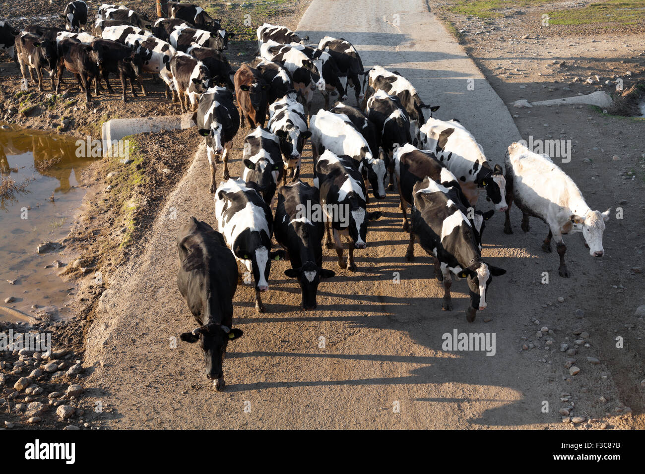 Cows grazing on green meadow Stock Photo - Alamy