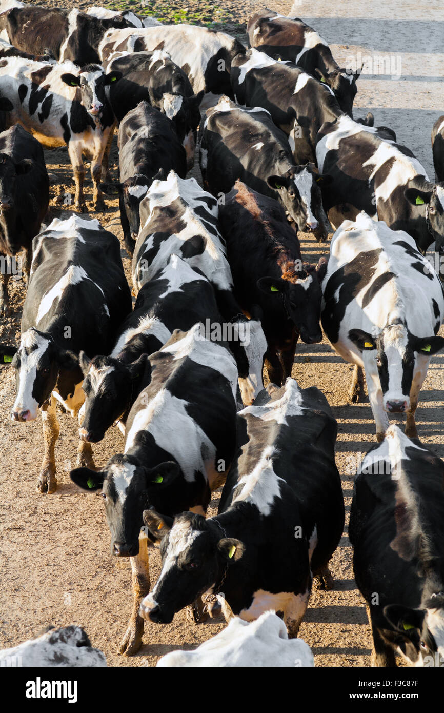 Cows grazing on green meadow Stock Photo - Alamy