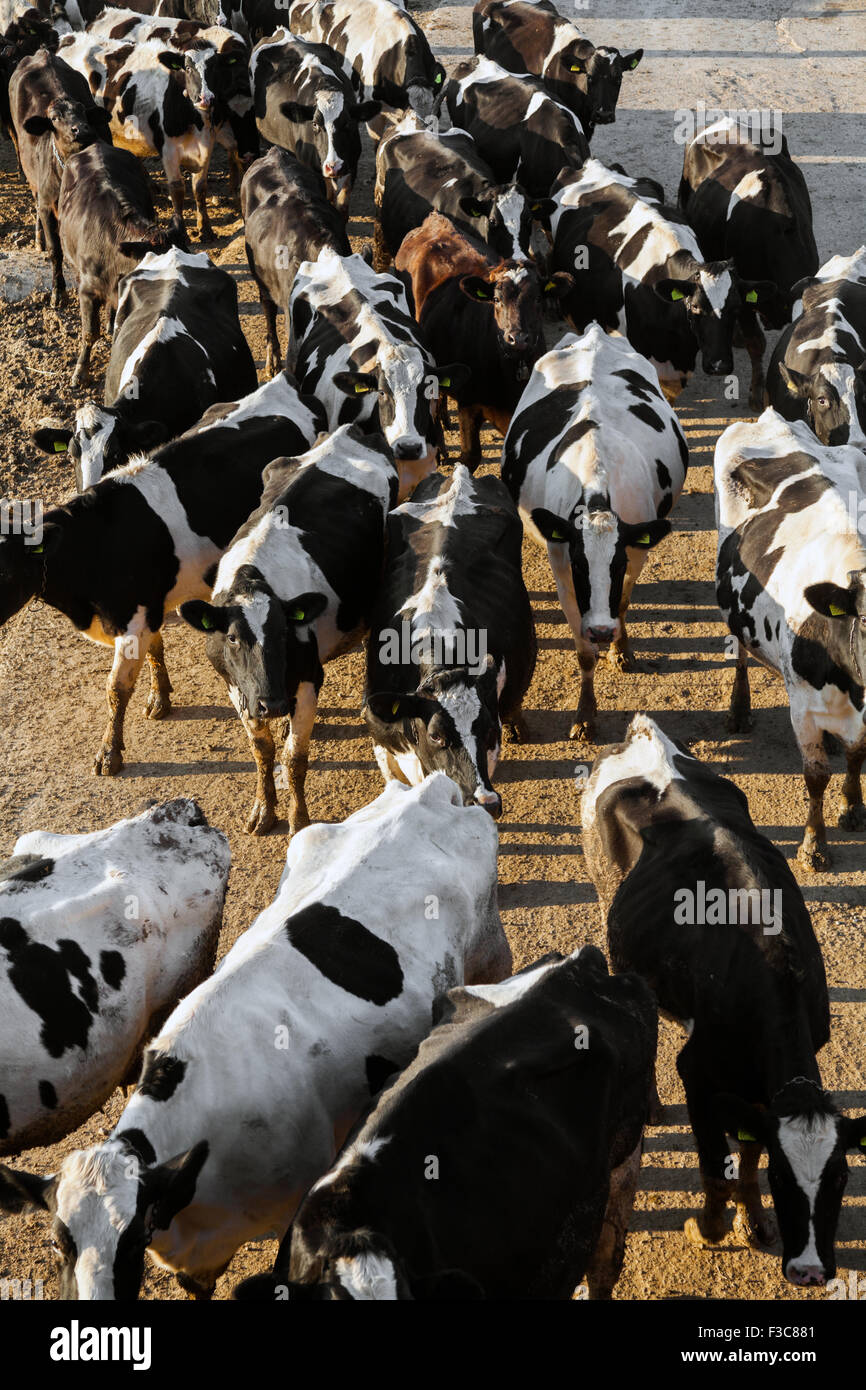 Cows grazing on green meadow Stock Photo - Alamy