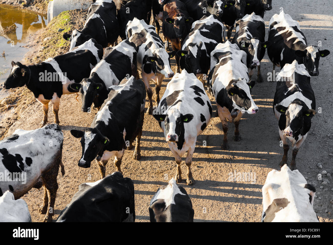 Cows grazing on green meadow Stock Photo - Alamy