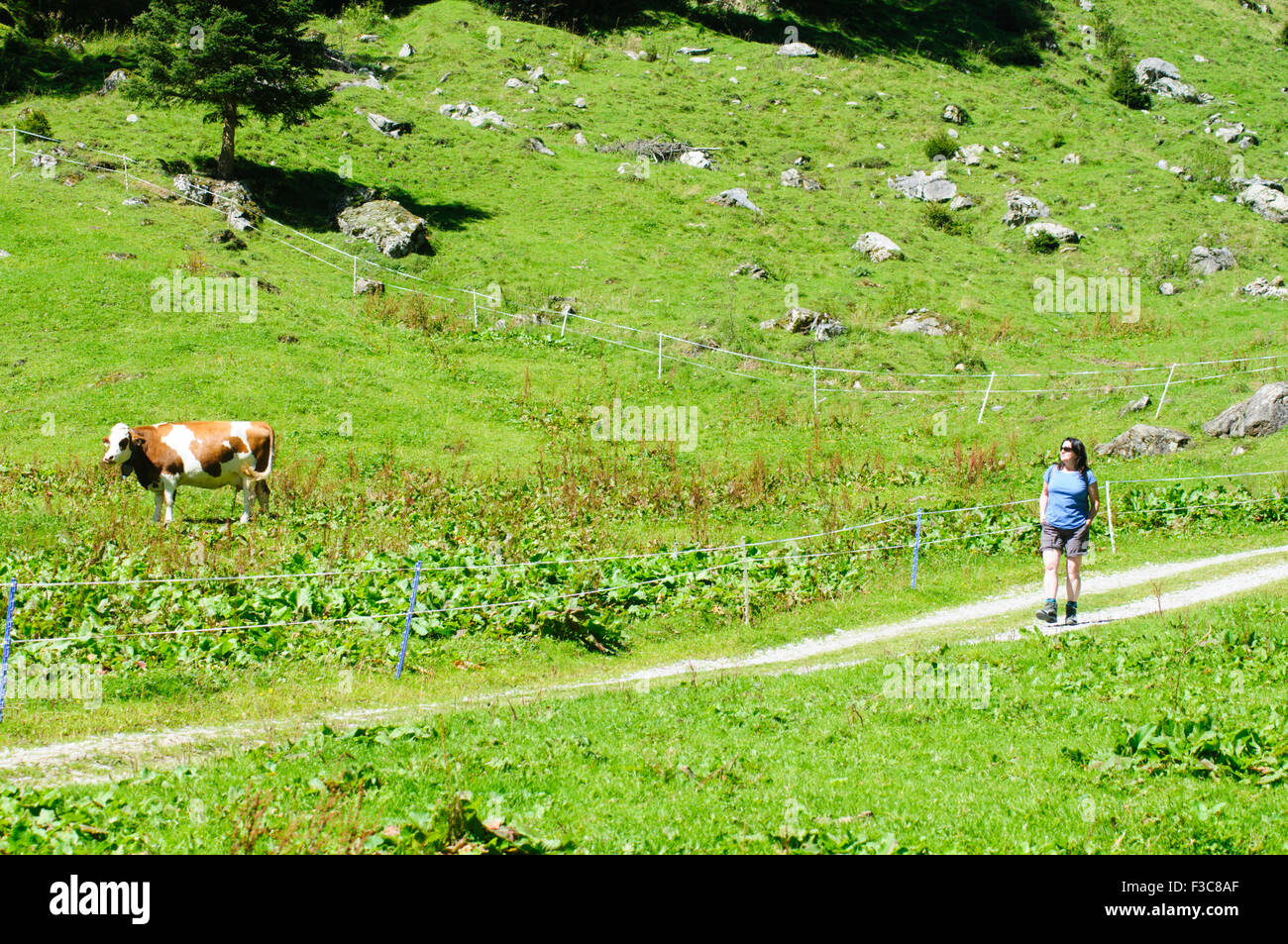 Female hiker photographed in Zillertal, Tirol, Austria Stock Photo - Alamy