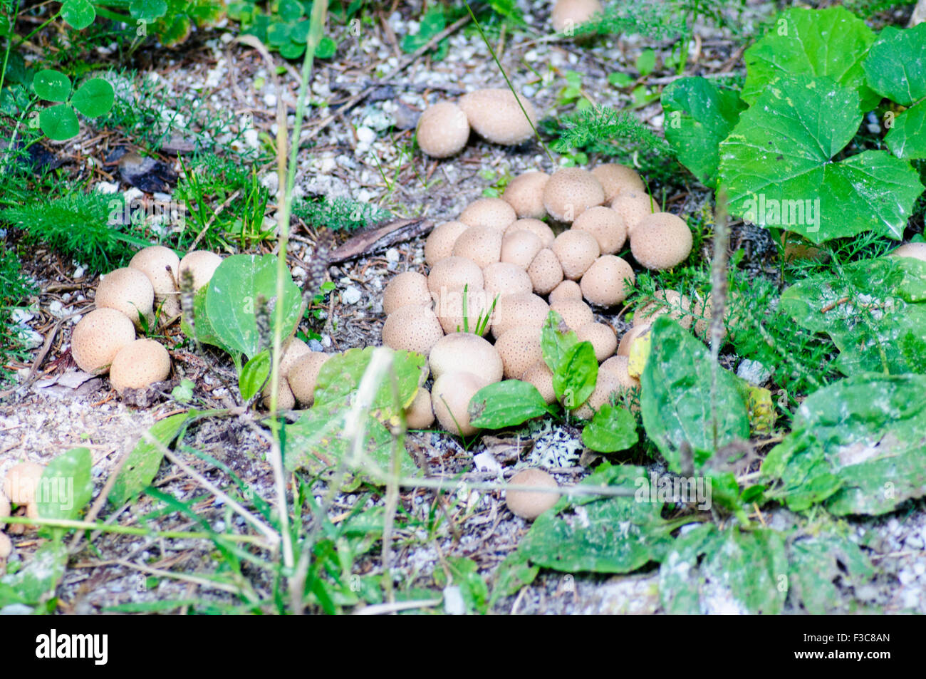 Large group of mushrooms (Agaricus sp) growing on the forest floor