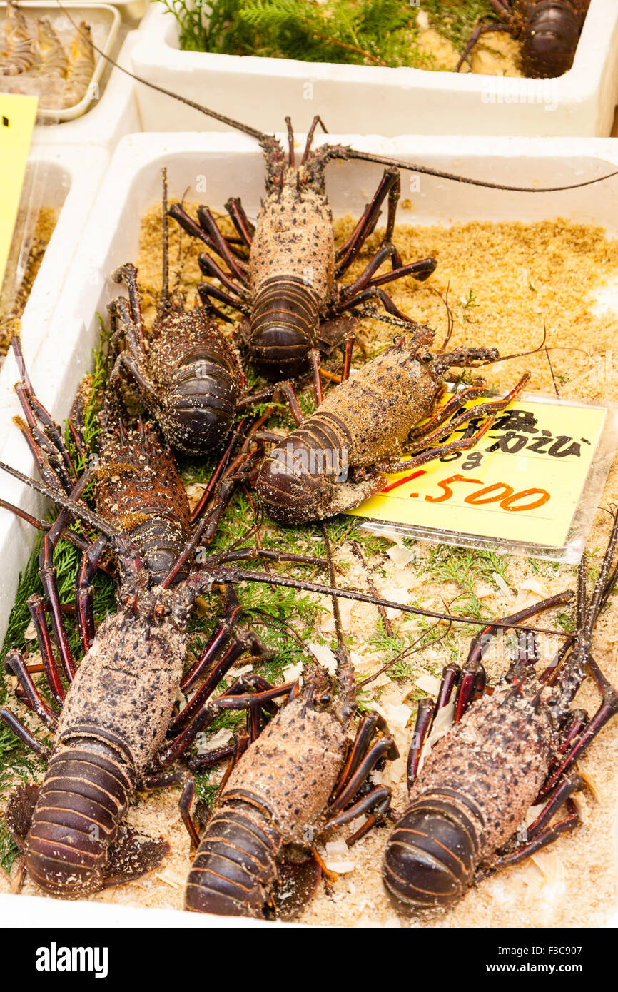 Tray of large brown lobsters priced at 1,500 yen on stall at the