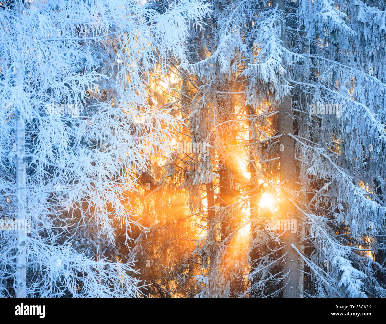 Sun rays shine trees hi-res stock photography and images - Alamy
