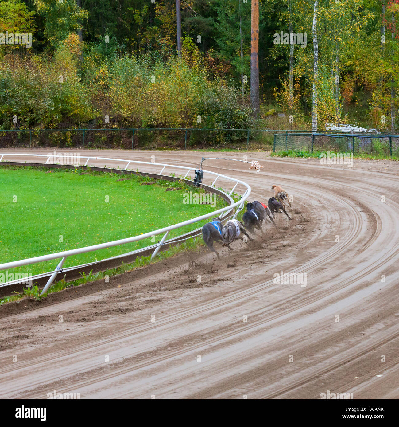 Greyhound dogs racing stock photo alamy