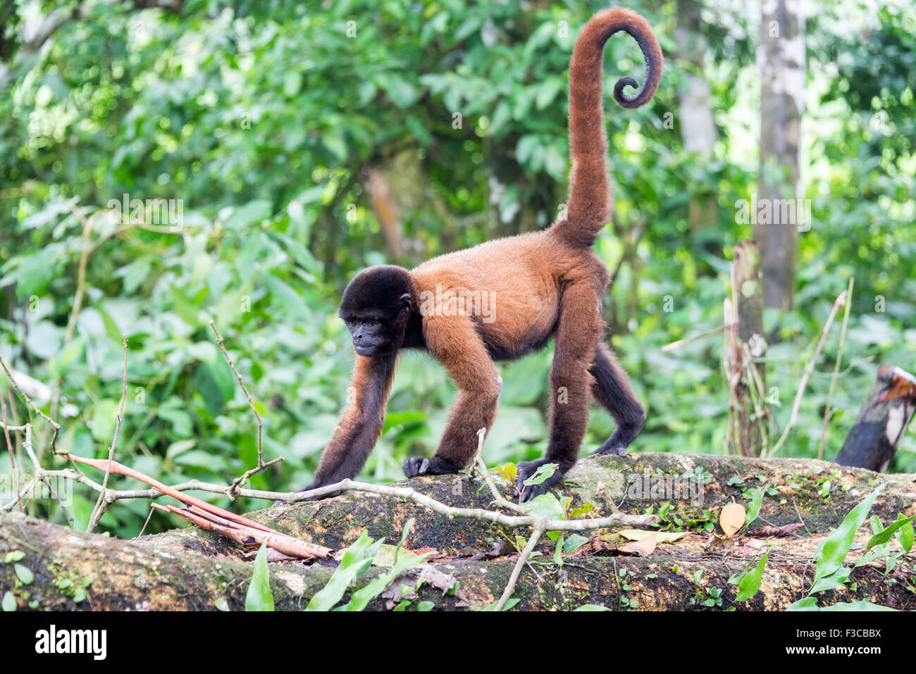 Woolly monkey in the Amazon rain forest near Iquitos, Peru Stock Photo