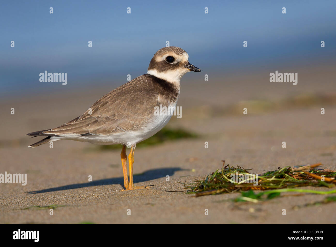 Ringed Plover, Juvenile standing on the beach, Campania, Italy (Charadrius hiaticula) Stock Photo