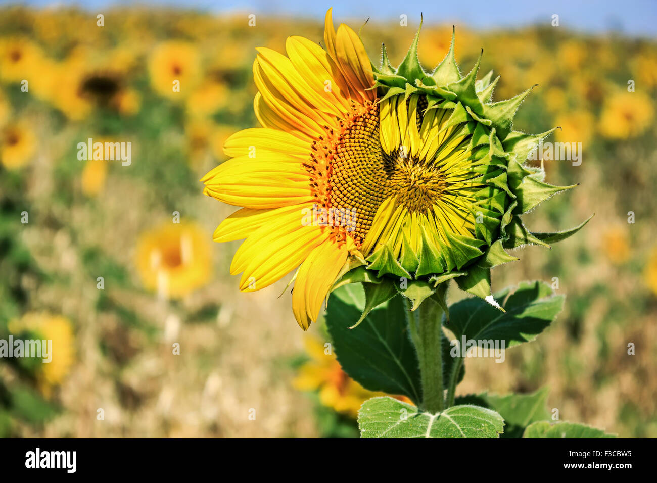 Beautiful landscape with sunflower field in summer time Stock Photo