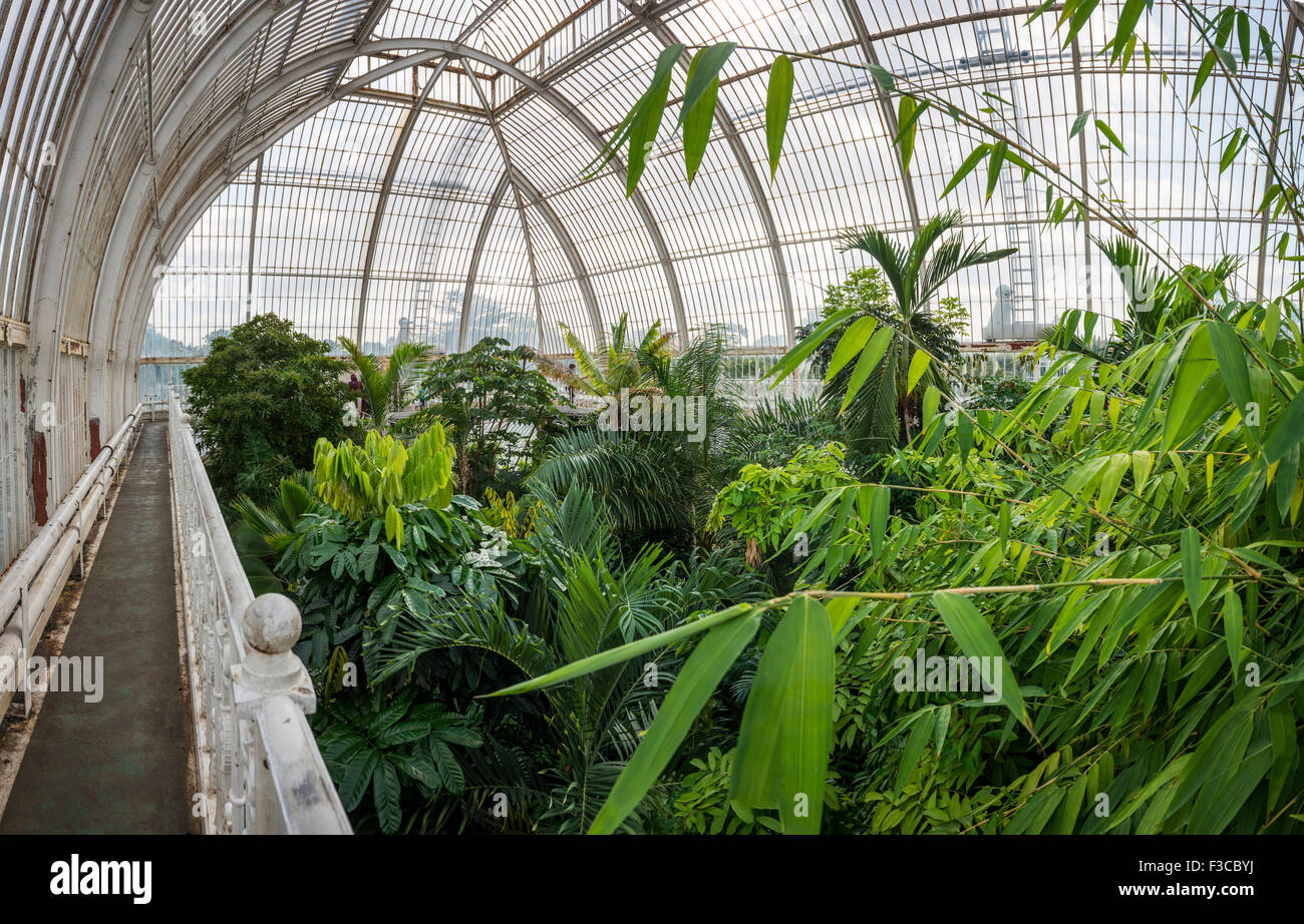 The interior of the Palm House at Kew Gardens, London, UK Stock Photo