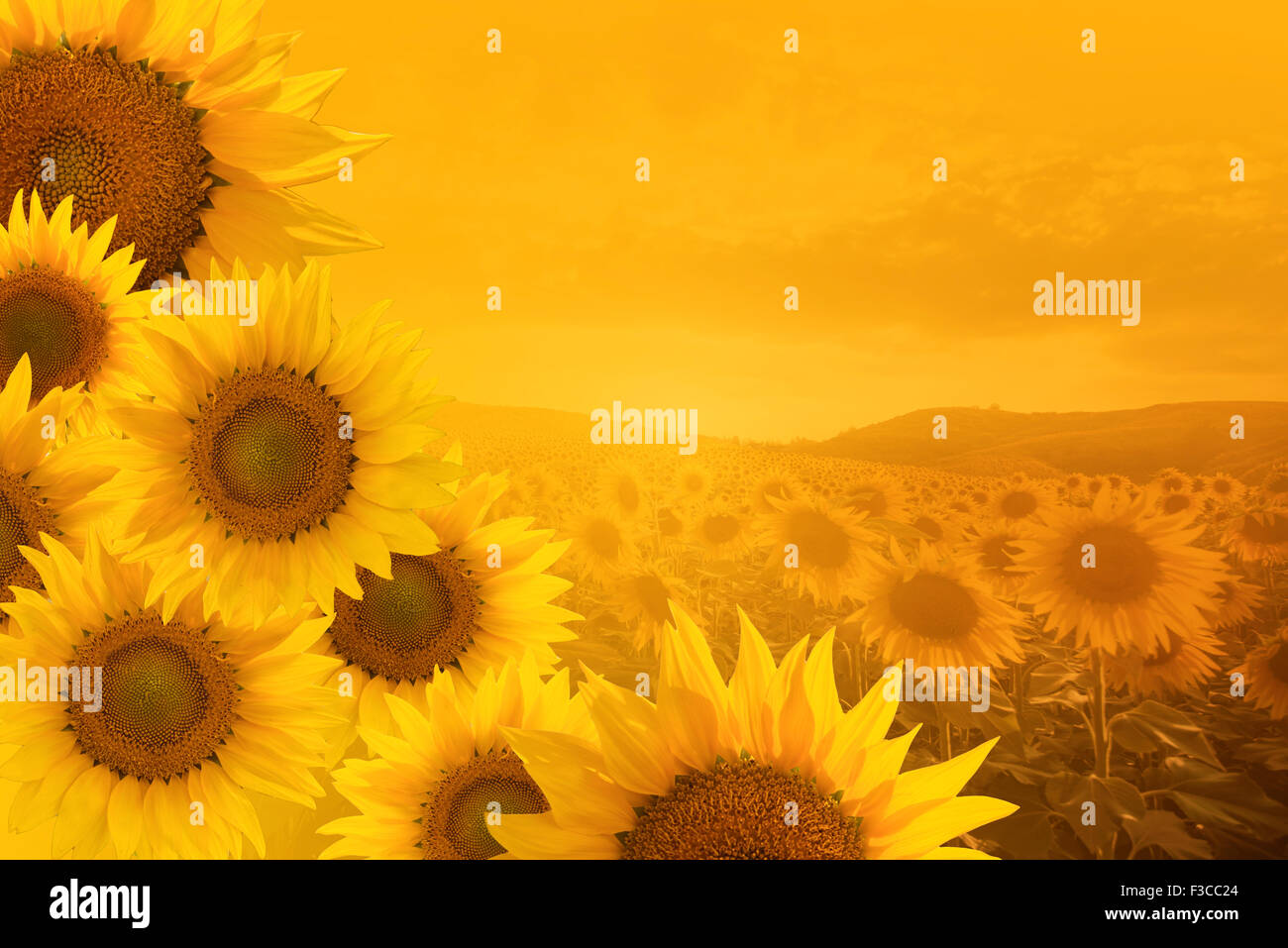 field of blooming sunflowers on a background sunset Stock Photo - Alamy