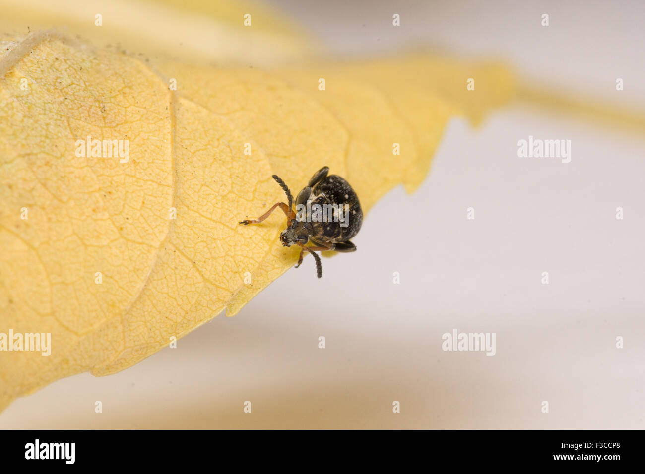 the mustached black bug sits on a yellow leaf Stock Photo