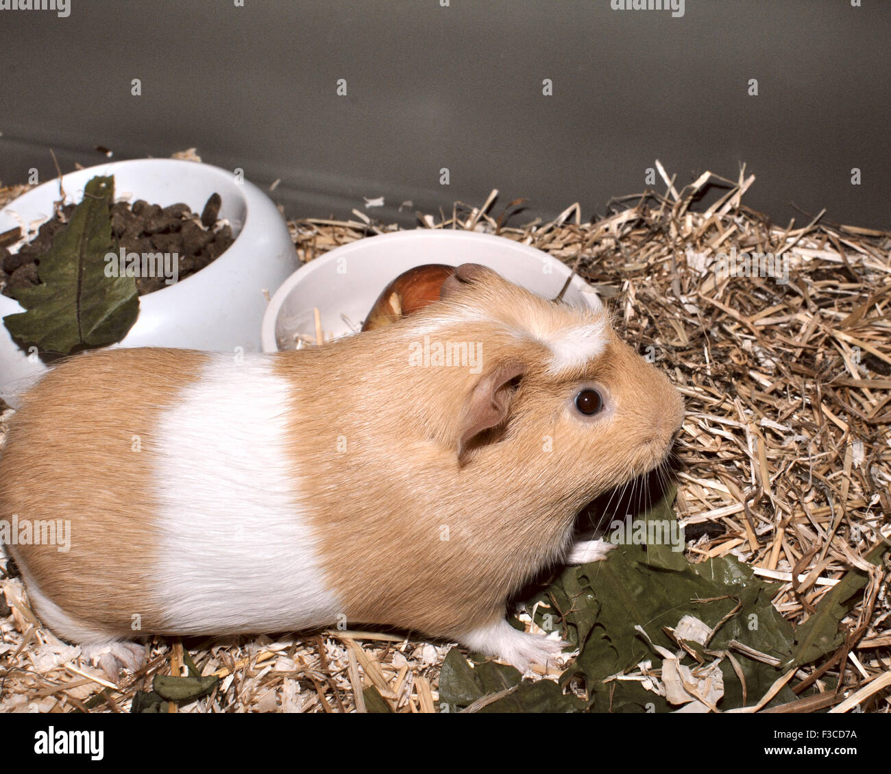 eating guinea pig Stock Photo Alamy