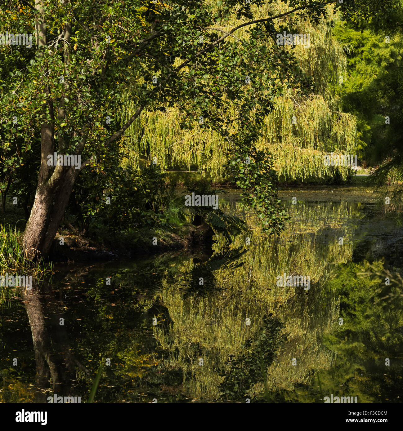 Image of pond reflecting trees hi-res stock photography and images - Alamy
