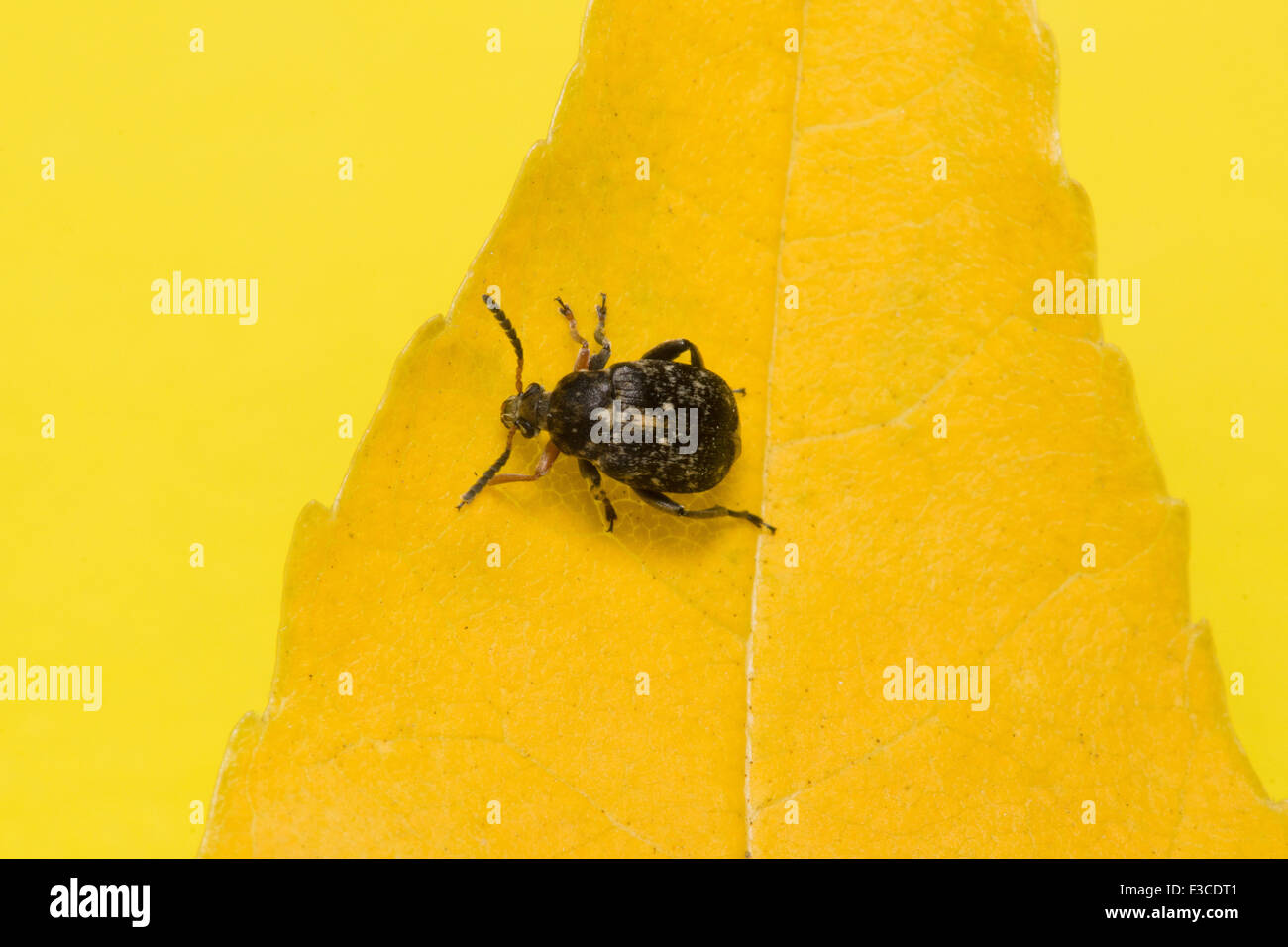 the mustached black bug sits on a yellow leaf Stock Photo - Alamy