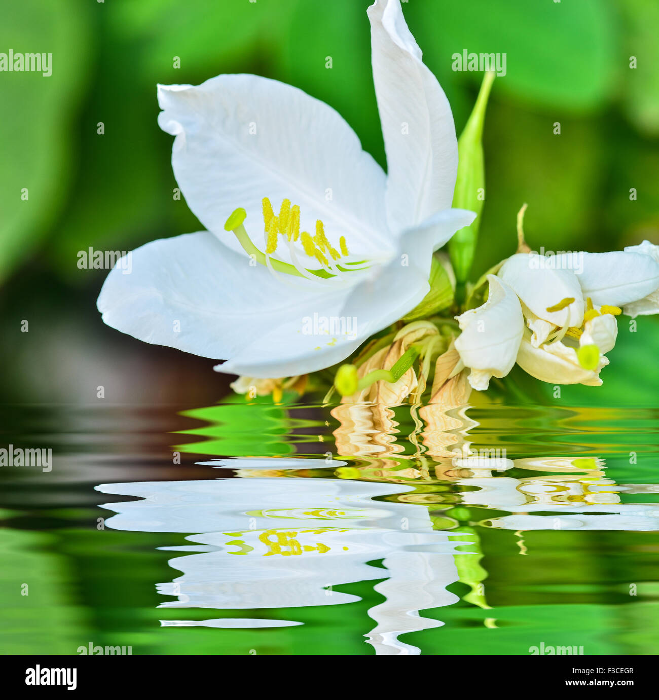 Snowy Orchid Stock Photo - Alamy