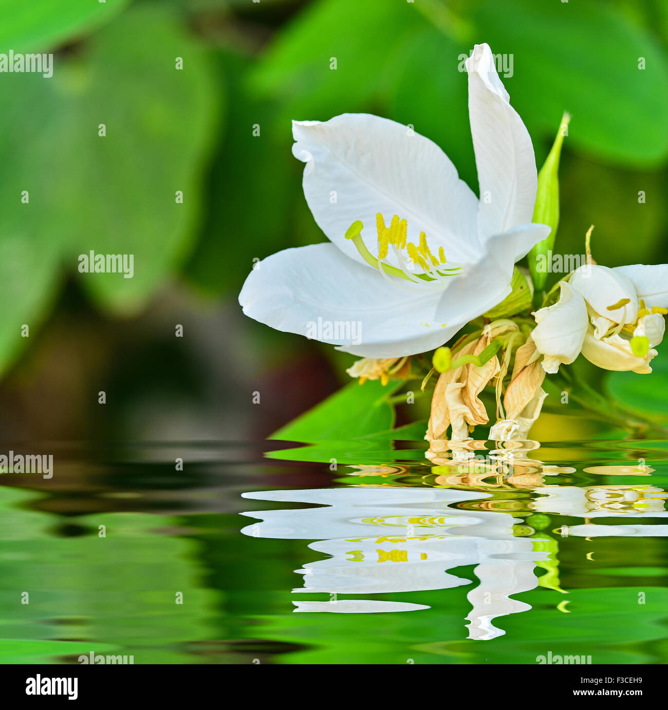 Snowy Orchid Stock Photo - Alamy