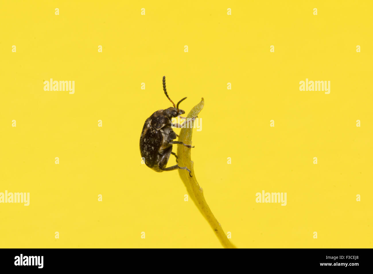 the mustached black bug sits on a yellow leaf Stock Photo