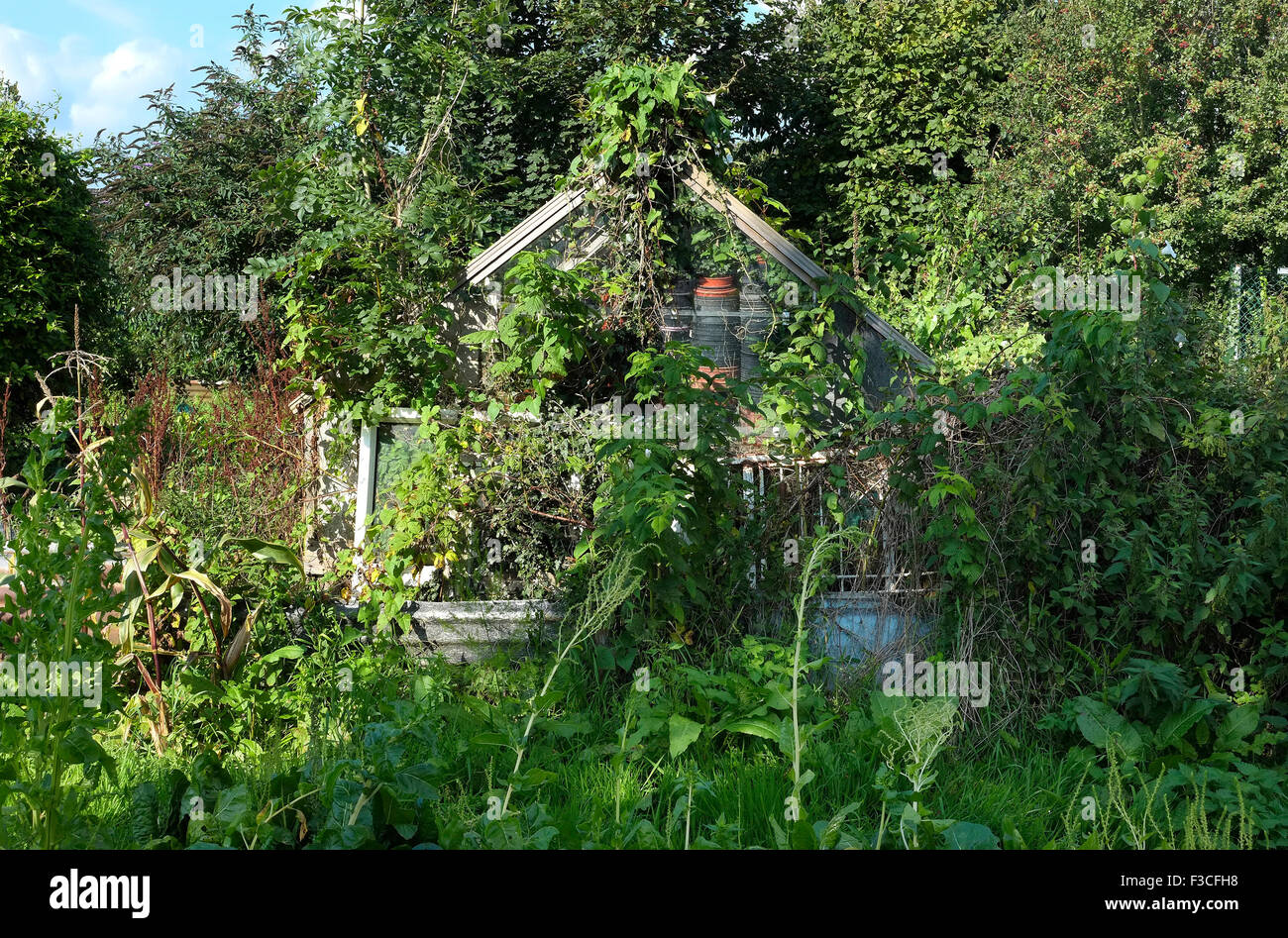 overgrown foliage growing over greenhouse in allotment garden Stock Photo