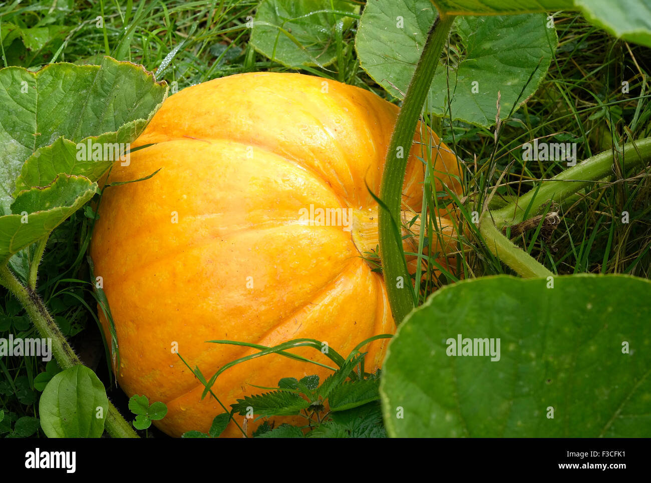 yellow pumpkin growing in english cottage garden, norfolk, england Stock Photo