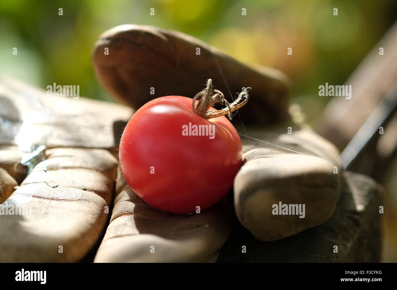 one red tomato on old garden glove in greenhouse Stock Photo