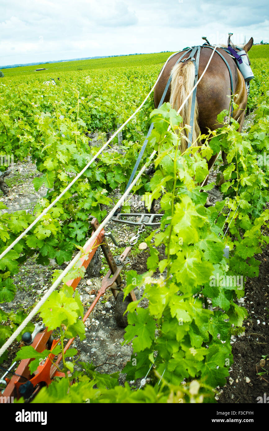 Horse pulling plow in vineyard Stock Photo