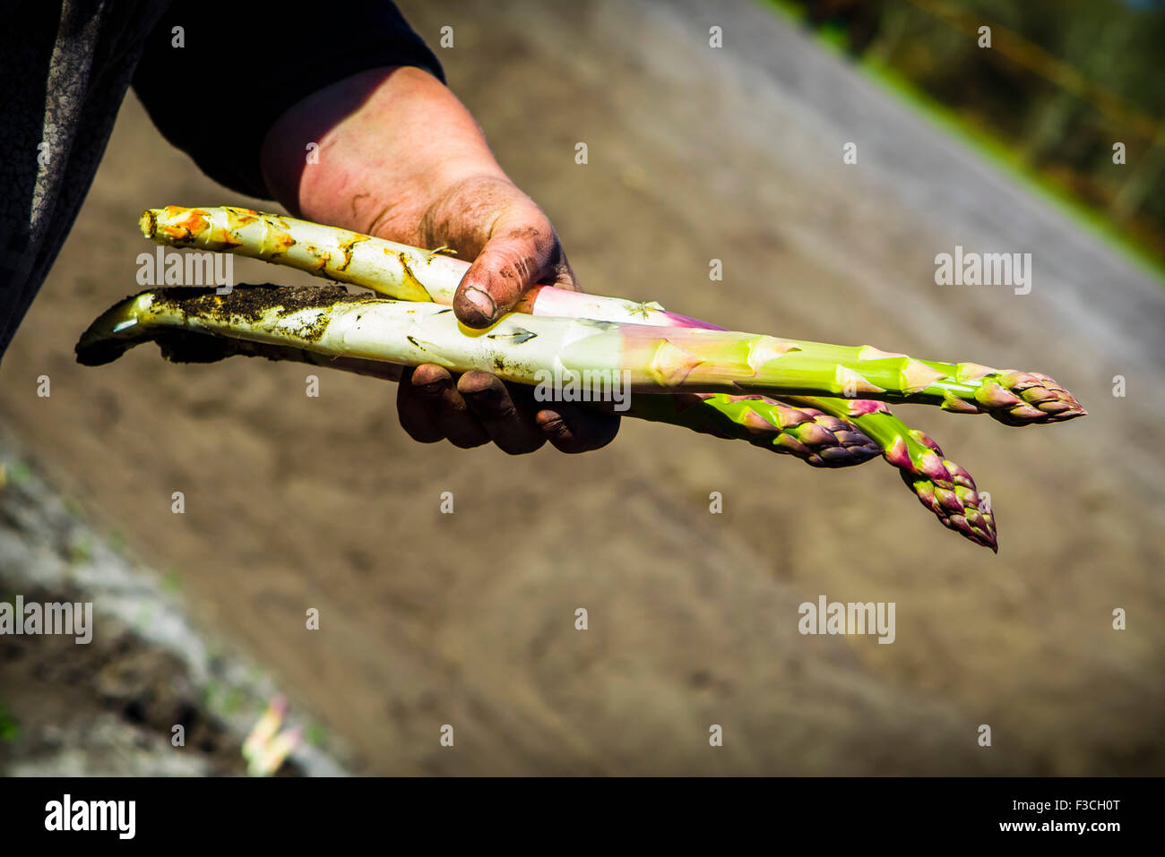 Person holding fresh picked asparagus Stock Photo