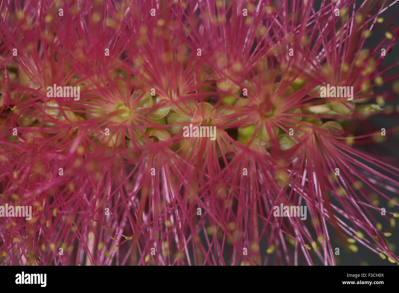 Callistemon flowers within the flower.Pink bottle brush bloom. Bush flowers or wild flowers from Australia Stock Photo