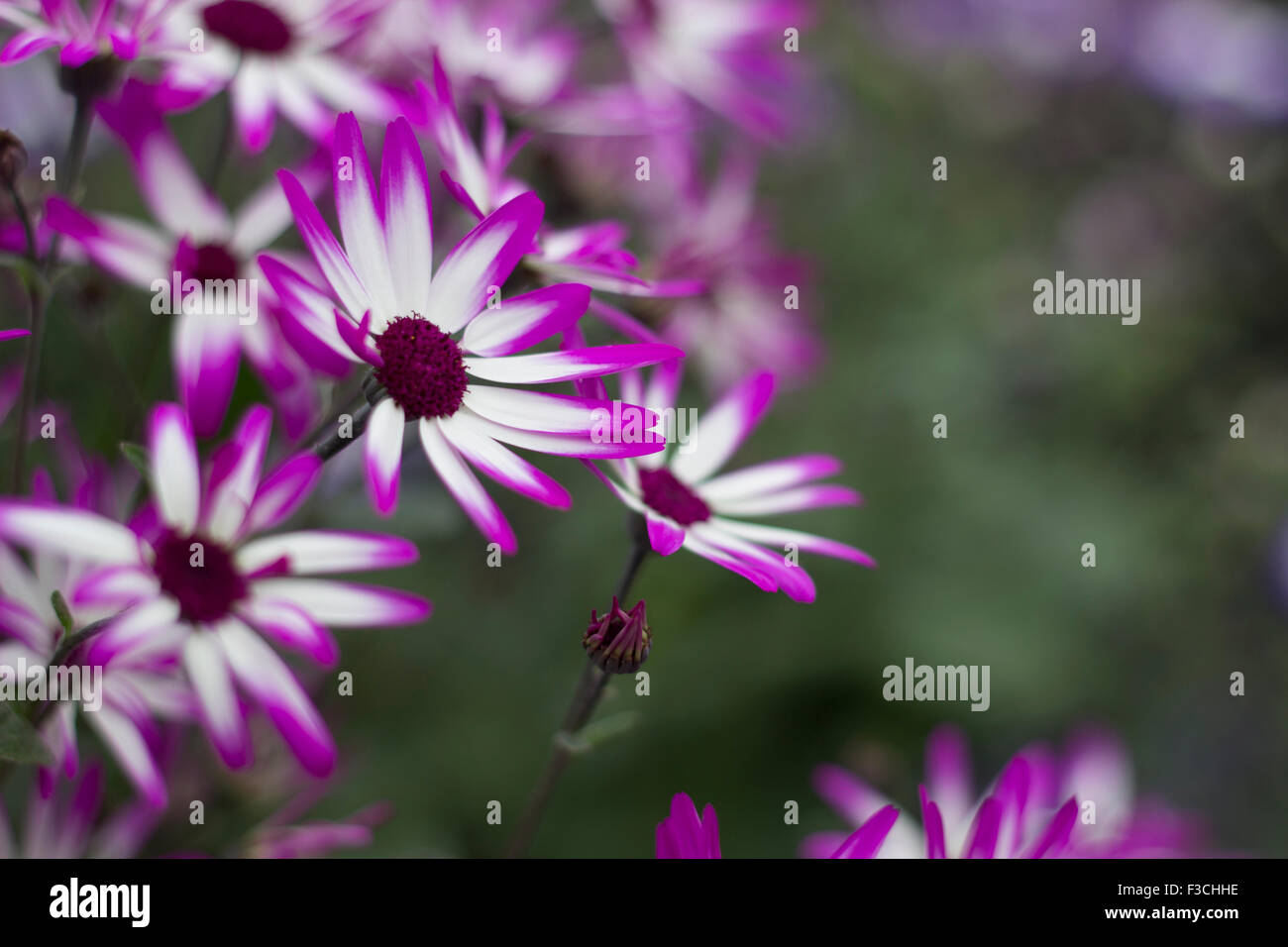 White flower with purple center hires stock photography and images Alamy