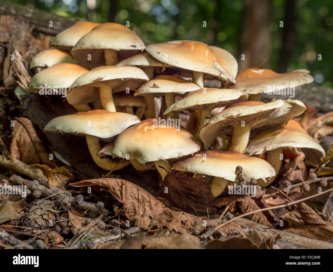 Claster of nonedible fungi growing in the forest Stock Photo Alamy