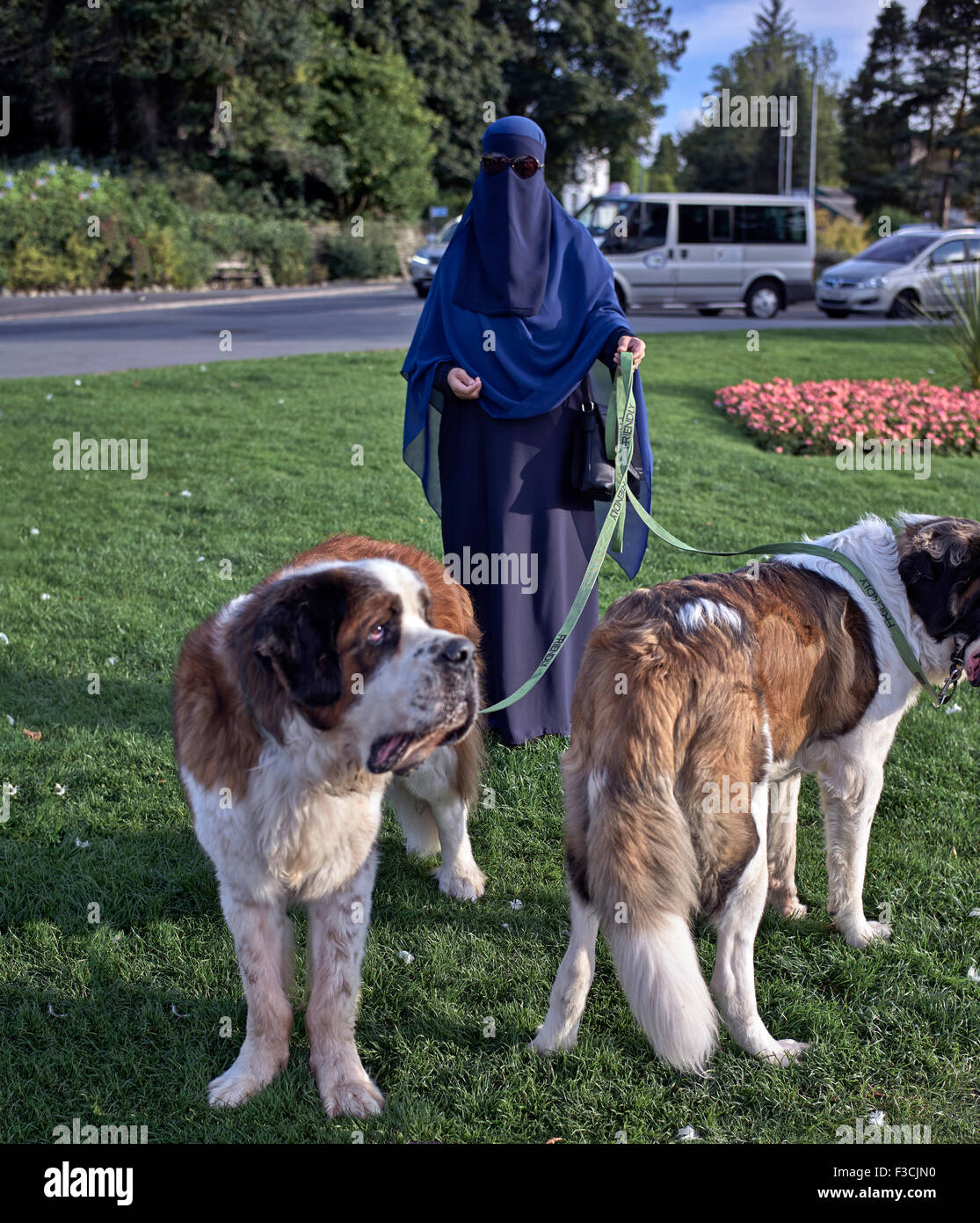 Dog walker. Middle East Muslim woman in full Burka with St. Bernard dogs. England UK. Stock Photo