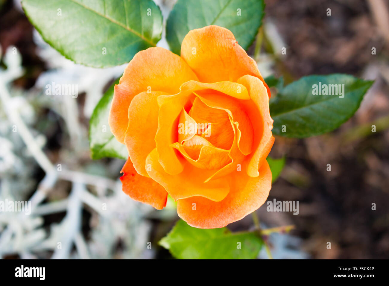 Orange Rose blossom. Green vegetation on background. Stock Photo
