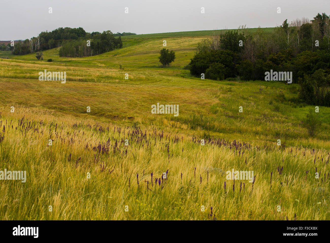 field of spring grass and forest Stock Photo - Alamy