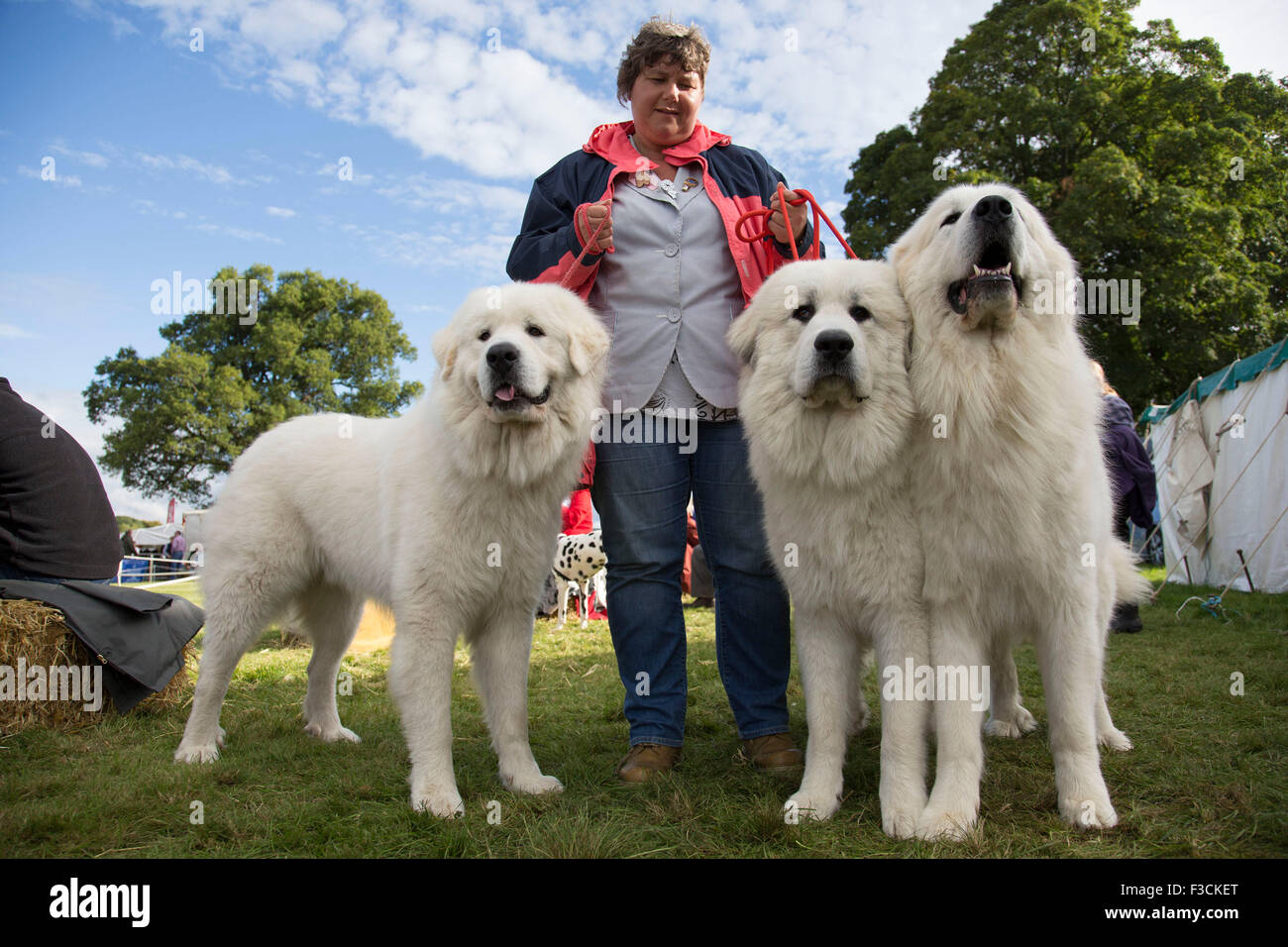 Three Pyrenean Mountain Dogs, also known as the Great Pyrenees, at the