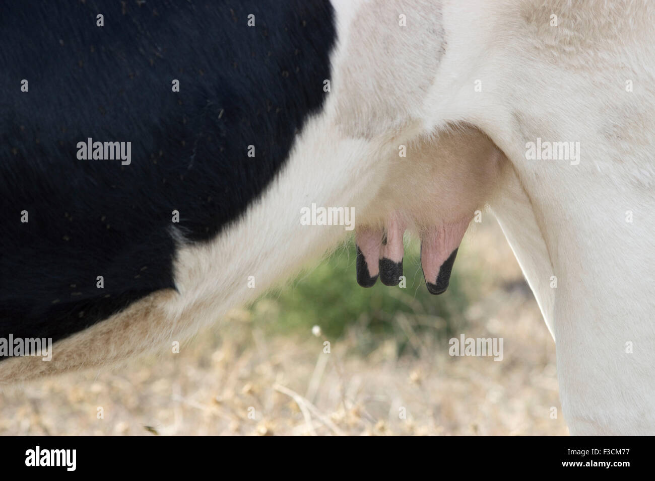 Horizontal shot of a cow's hanging teats/ udders, rear body and legs. Stock Photo
