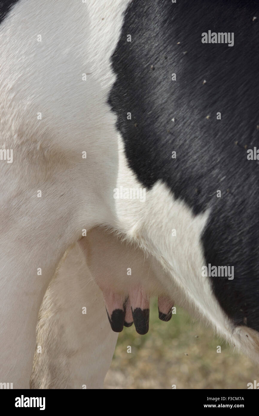 Vertical shot of a cow's hanging teats/ udders, body, and rear legs Stock Photo