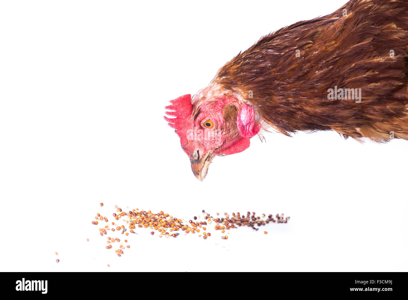 Chicken  eating Stock Photo