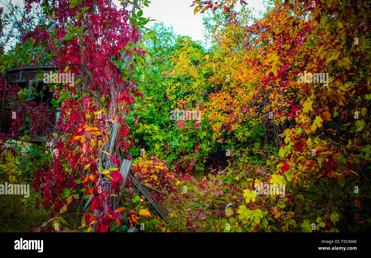 Mountain autumn landscape with colorful forest Stock Photo - Alamy